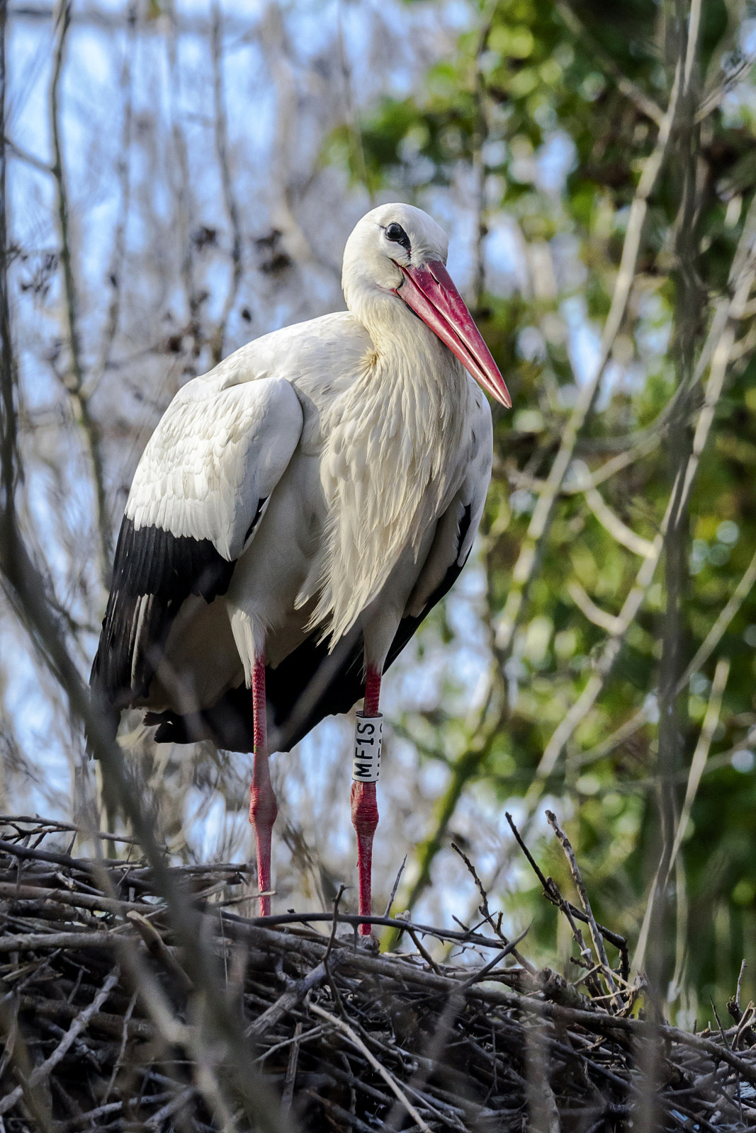 Sigma 150-600mm F5-6.3 DG OS HSM | S sample photo. Smile photography