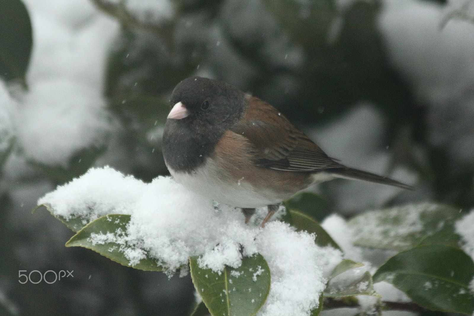 Canon EF 70-300mm F4-5.6 IS USM sample photo. A winter's day photography