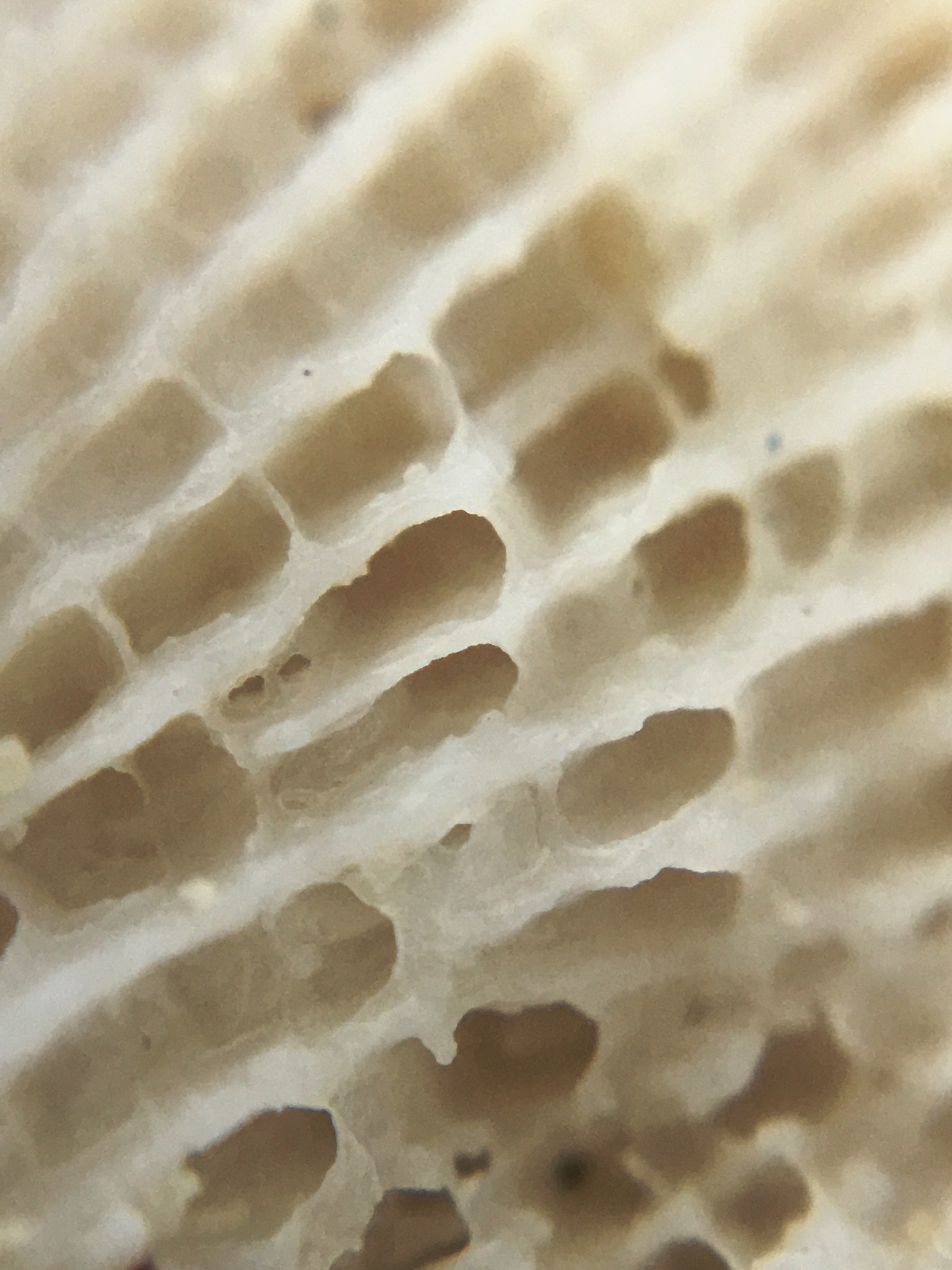 Apple iPhone8,1 sample photo. Coral macro photography