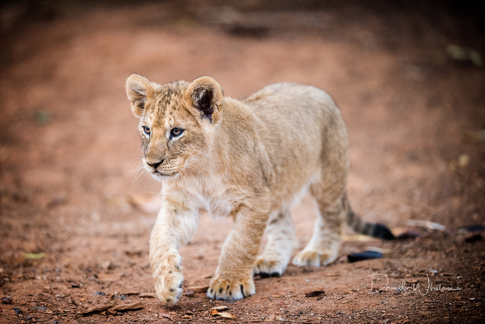 Nikon AF-S Nikkor 400mm F2.8E FL ED VR sample photo. African lion cub photography
