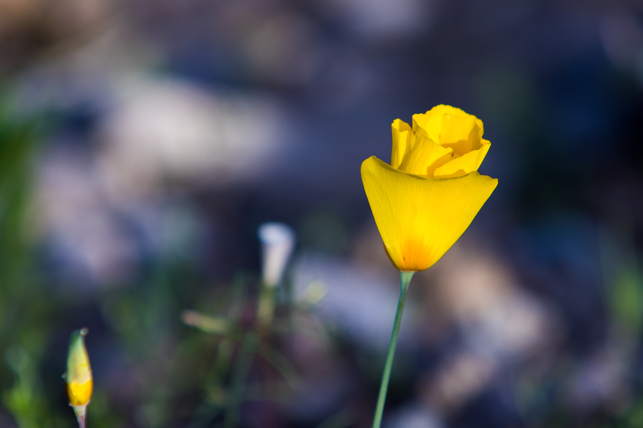 Canon EF 70-200mm F2.8L IS USM sample photo. A poppy photography