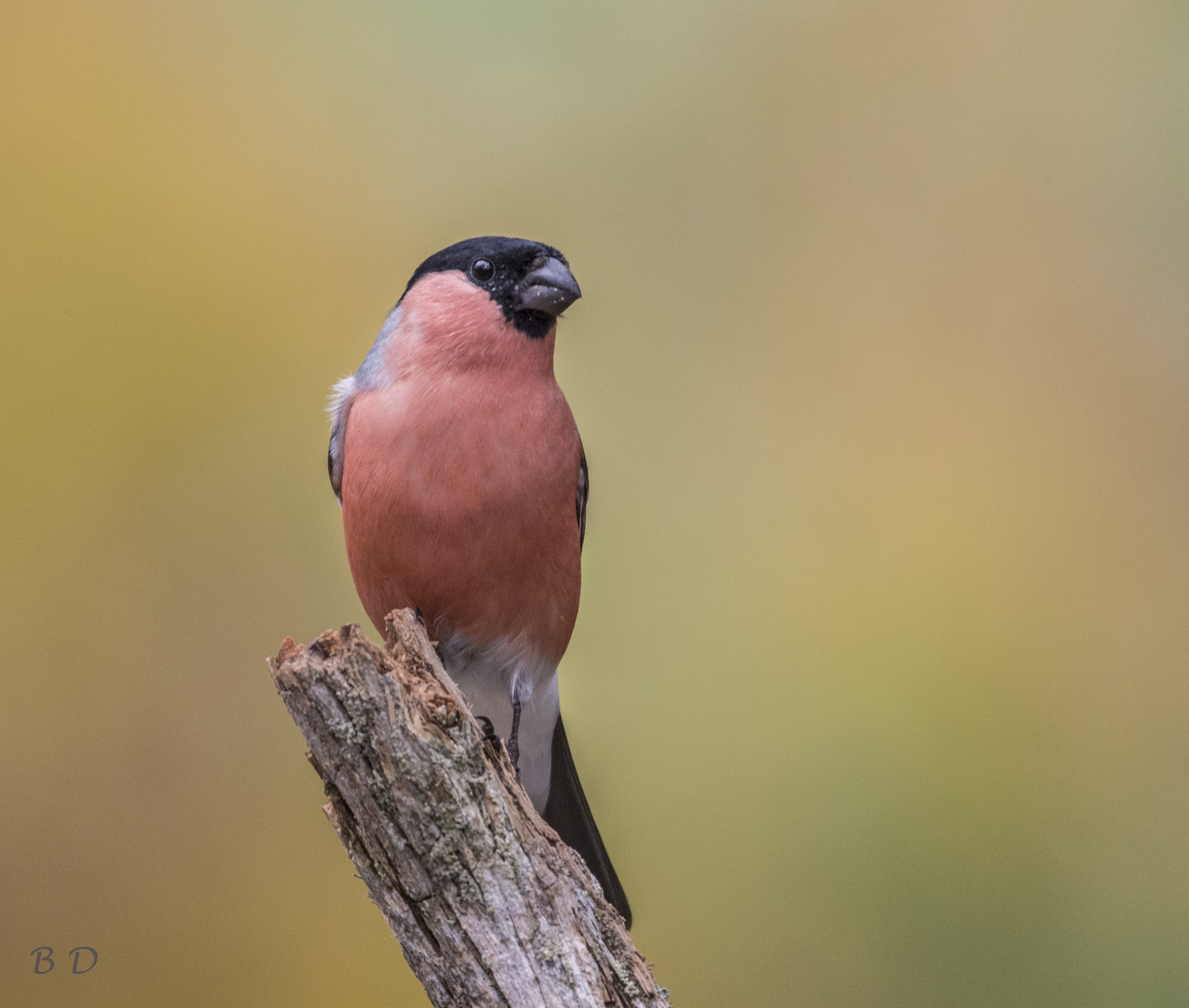 Canon EF 500mm F4L IS USM sample photo. Bullfinch photography