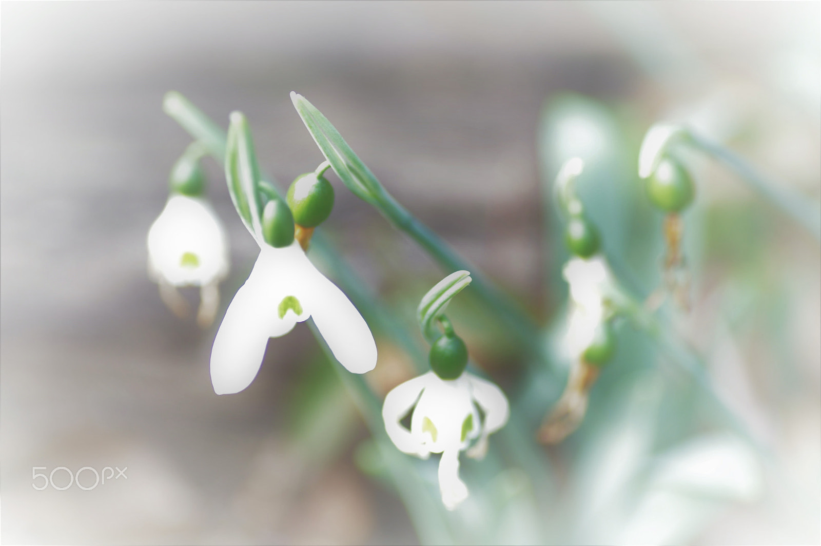 Tamron SP AF 90mm F2.8 Di Macro sample photo. Snow drop photography