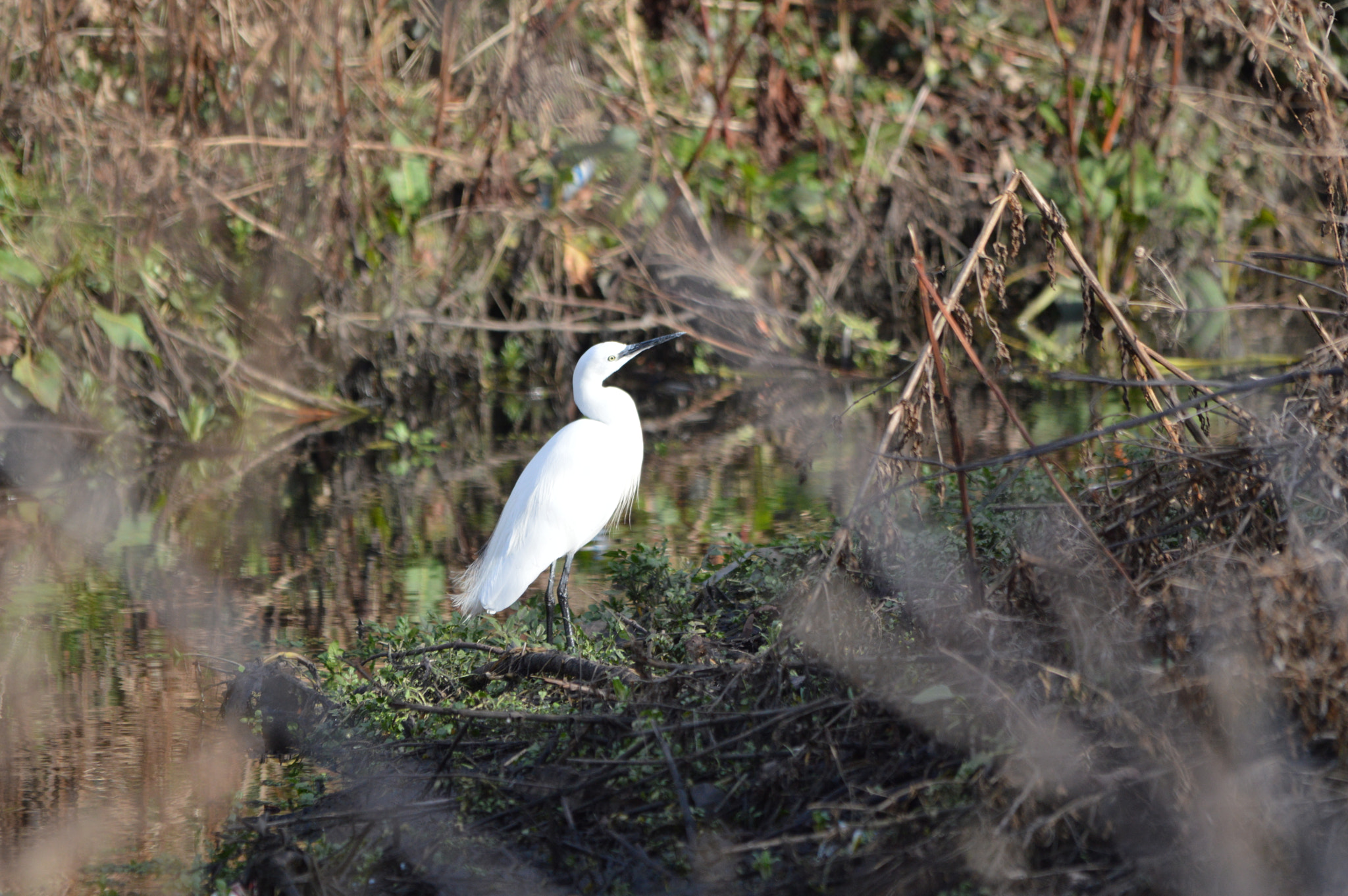 Nikon D3200 + Sigma 150-500mm F5-6.3 DG OS HSM sample photo. Dsc photography