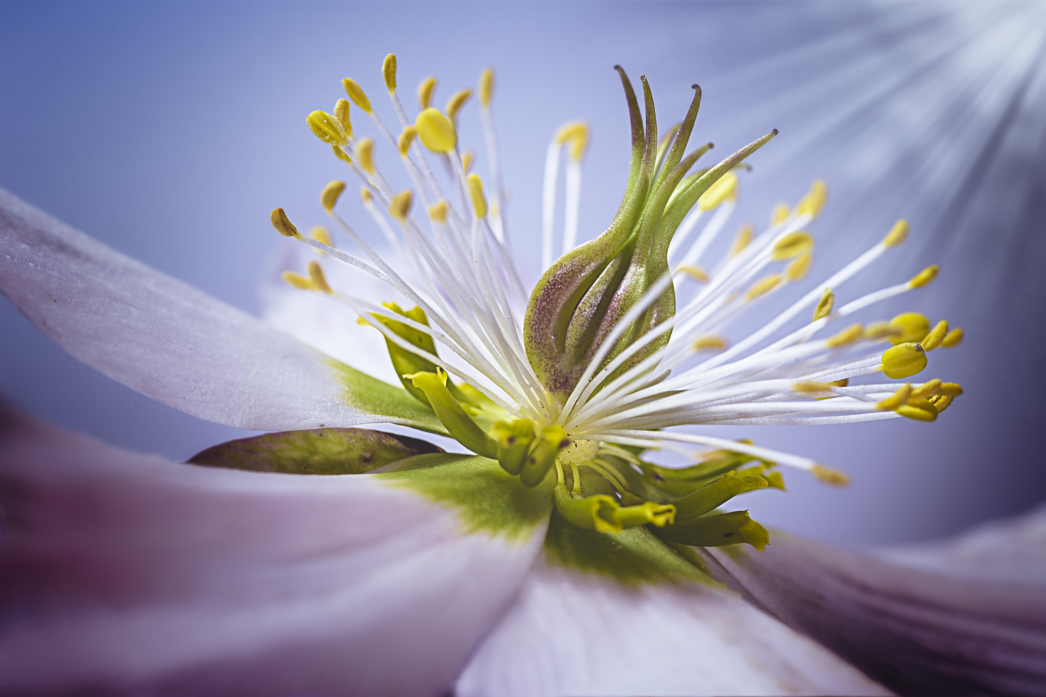 Canon EOS 6D + Sigma 105mm F2.8 EX DG Macro sample photo. Helleborus photography