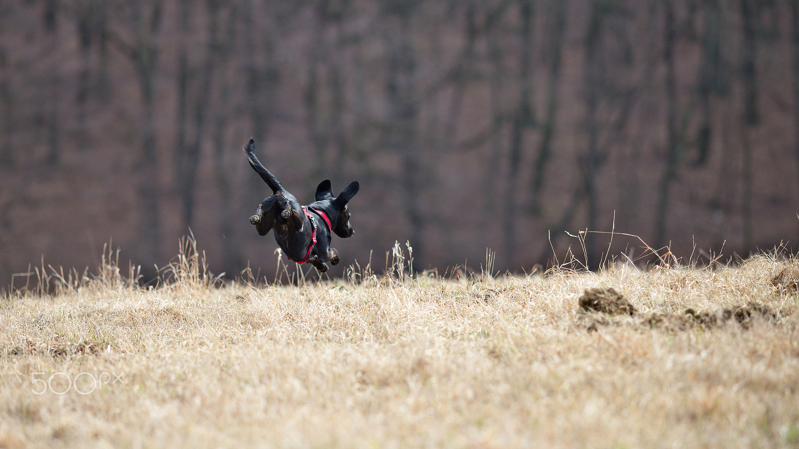 Canon EOS 6D + Canon EF 200mm F2.8L II USM sample photo