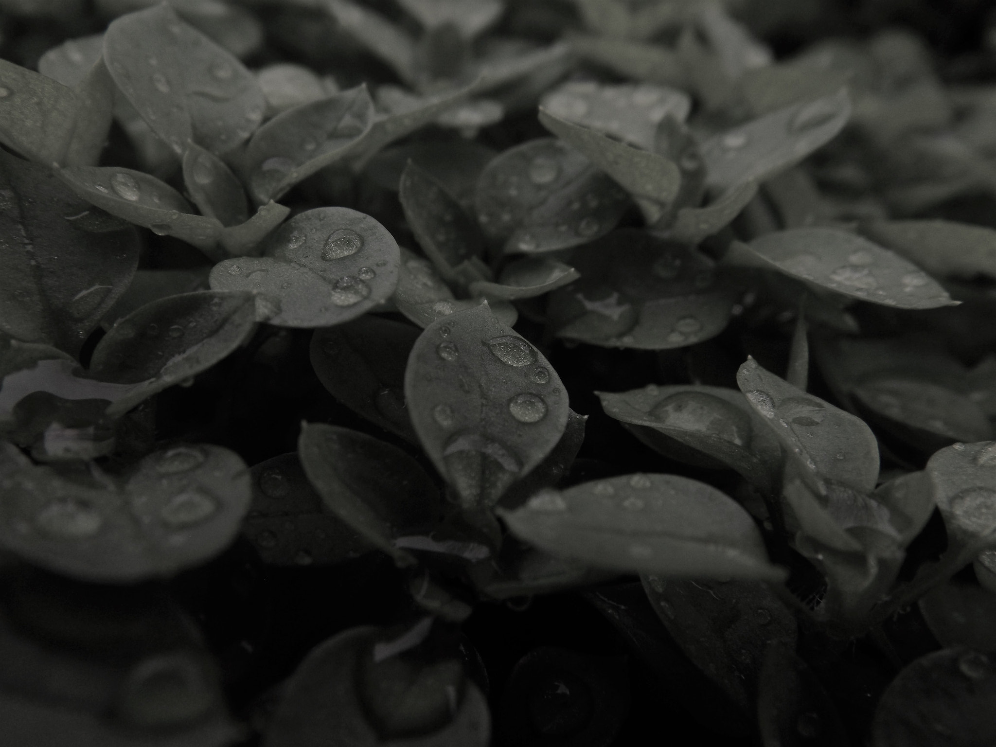 Fujifilm FinePix S4600 sample photo. Black & white leaves photography
