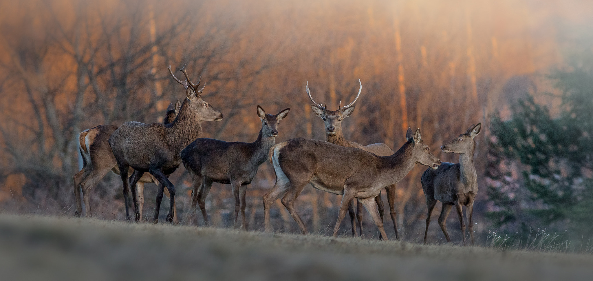 Canon EOS-1D X + Canon EF 400mm F5.6L USM sample photo. Cerfs et biches - deer photography