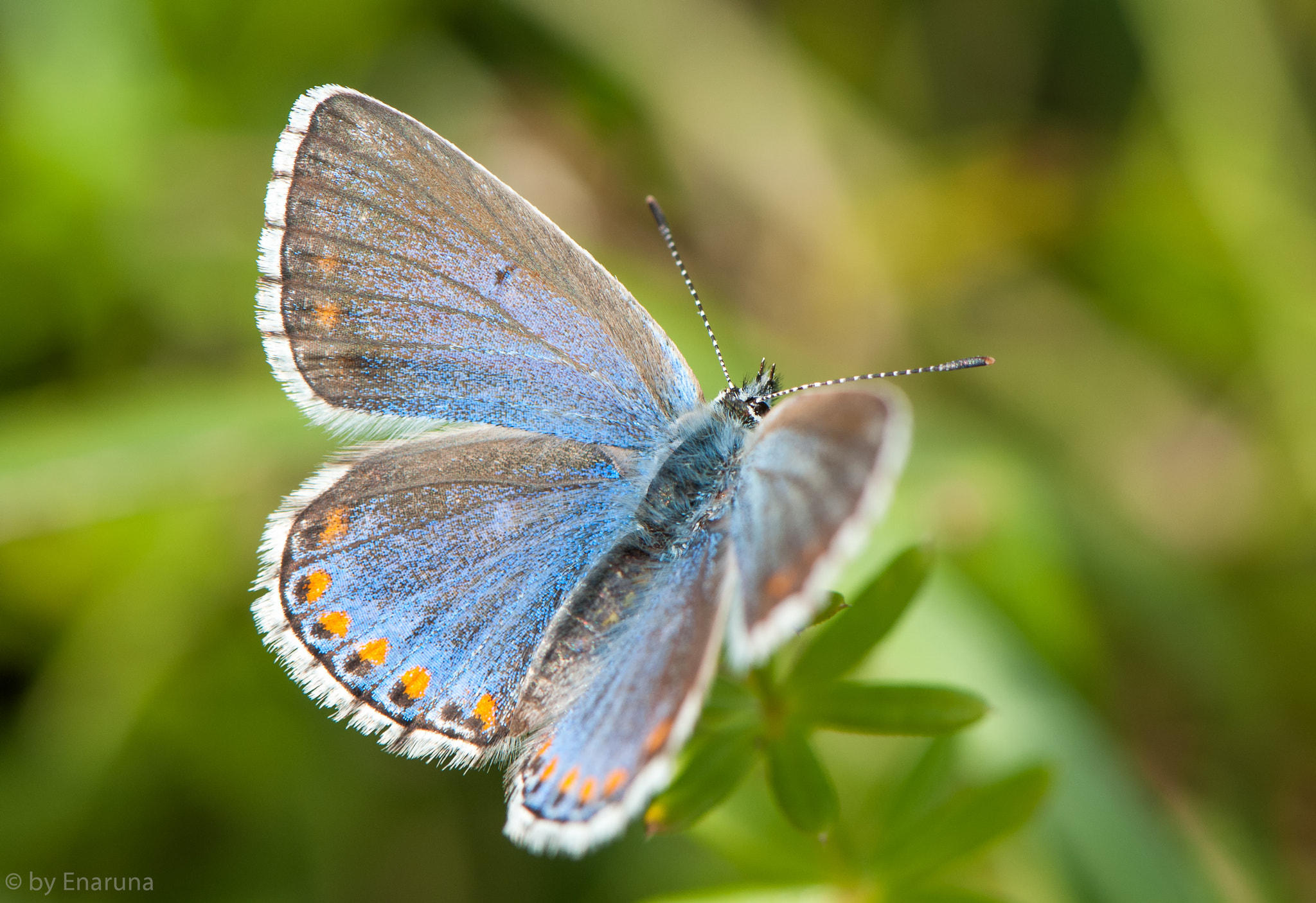 Nikon D300S sample photo. Gossamer-winged butterfly photography