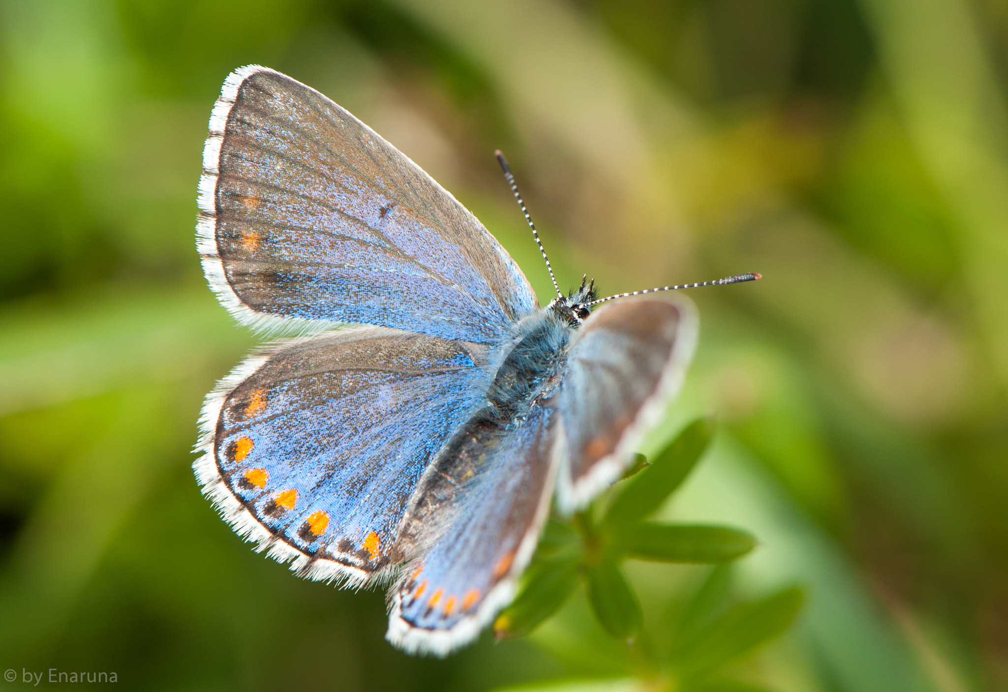 Nikon AF-S Micro-Nikkor 105mm F2.8G IF-ED VR sample photo. Gossamer-winged butterfly photography