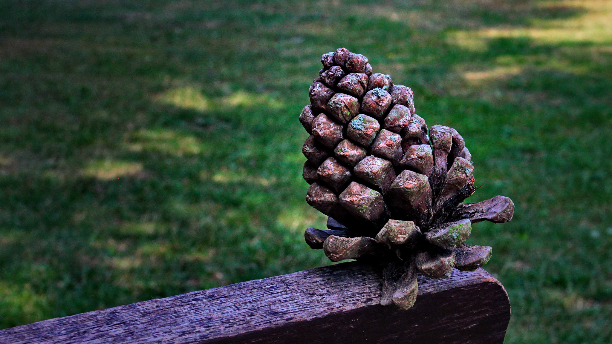 Canon EOS 60D + Canon EF 17-40mm F4L USM sample photo. Natural gift photography
