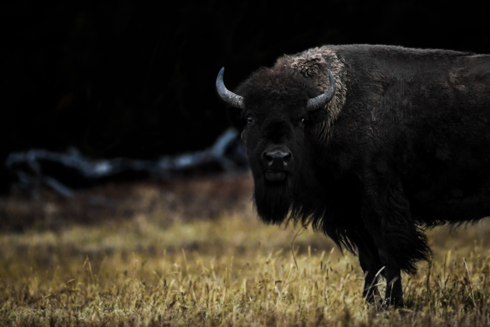 Canon EF 300mm F2.8L IS II USM sample photo. Yellowstone nationalpark photography