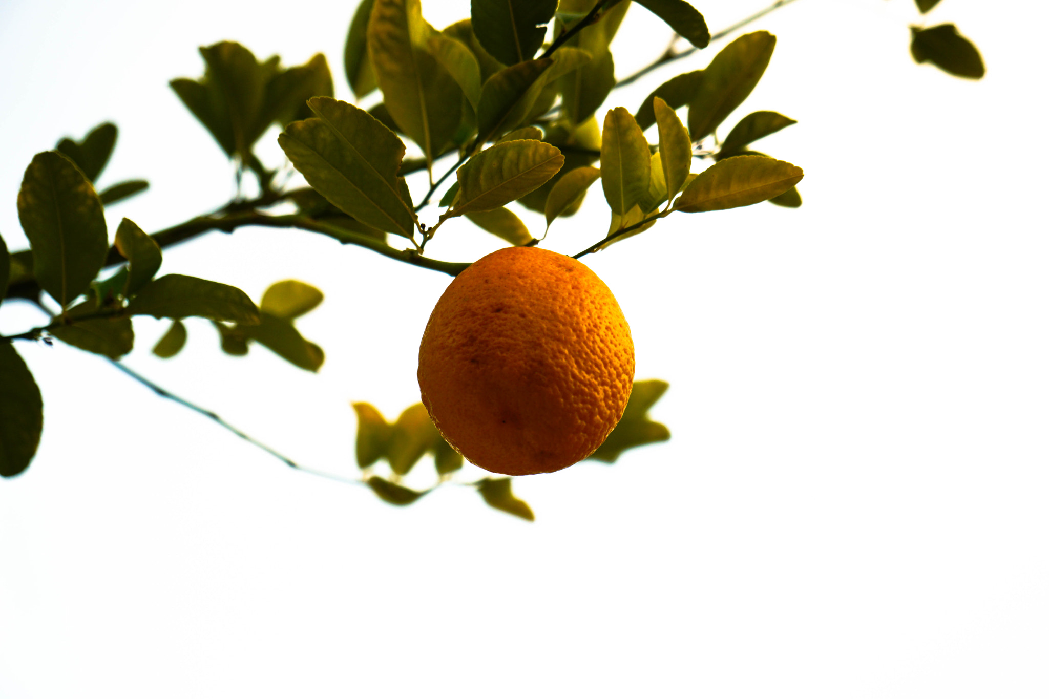 Sony a6300 + Sony Vario-Tessar T* E 16-70mm F4 ZA OSS sample photo. Ripe photography