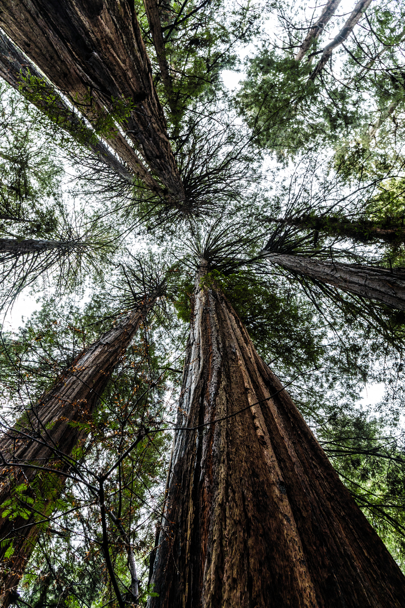Canon EF 24-70mm F4L IS USM sample photo. Redwoods photography