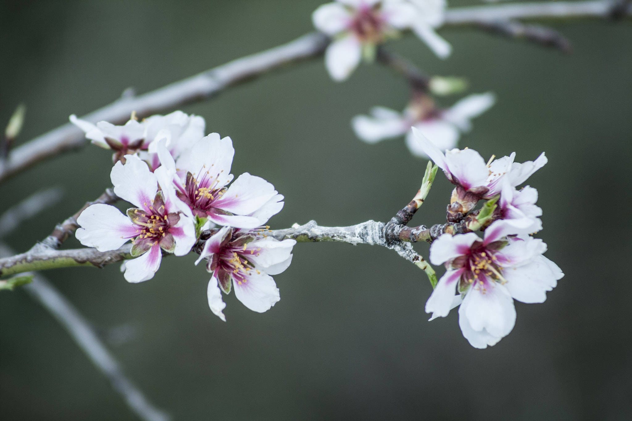 Canon EOS 400D (EOS Digital Rebel XTi / EOS Kiss Digital X) sample photo. Almond tree flower photography