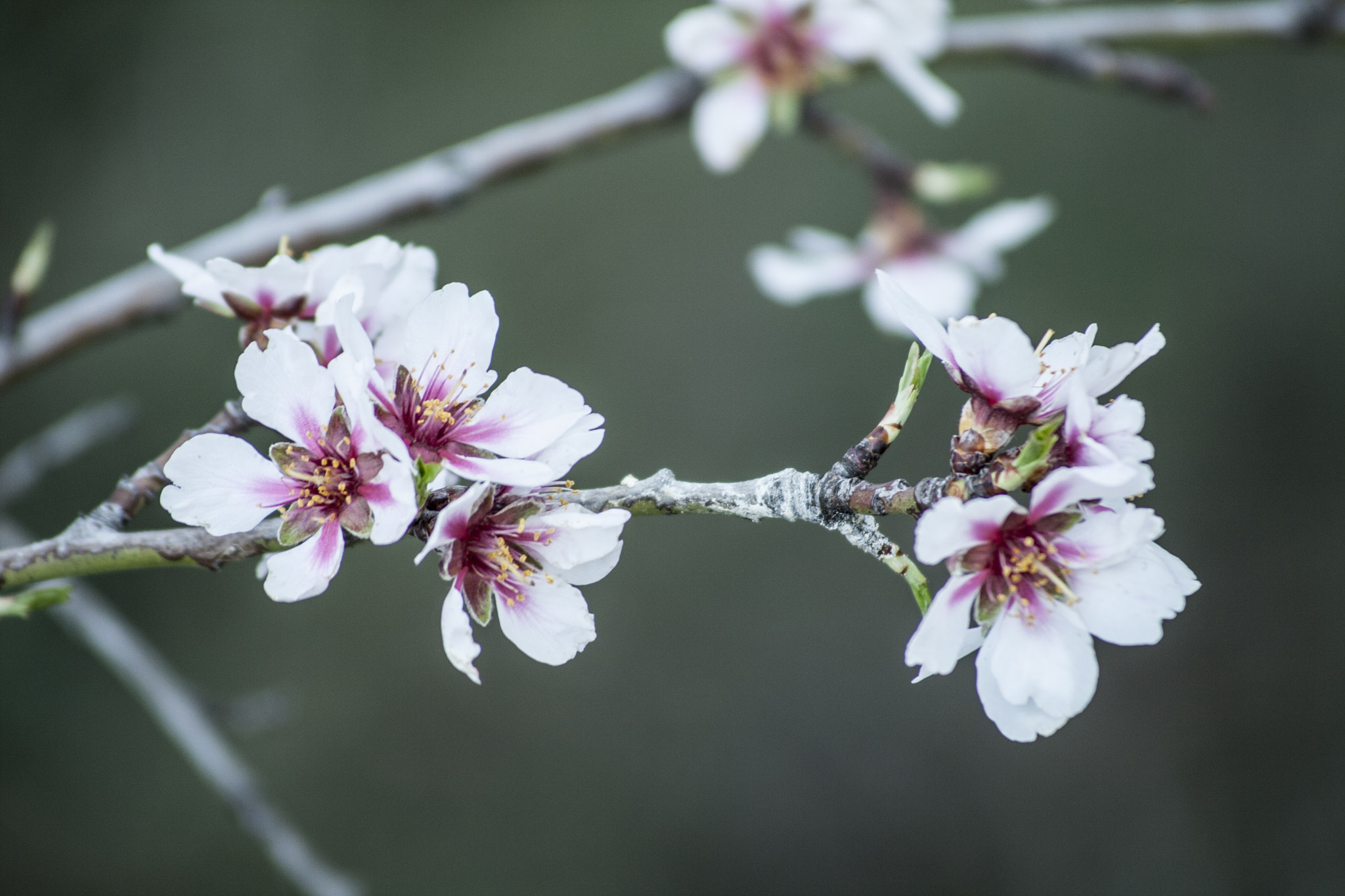 Canon EF 55-200mm F4.5-5.6 II USM sample photo. Almond tree flower photography