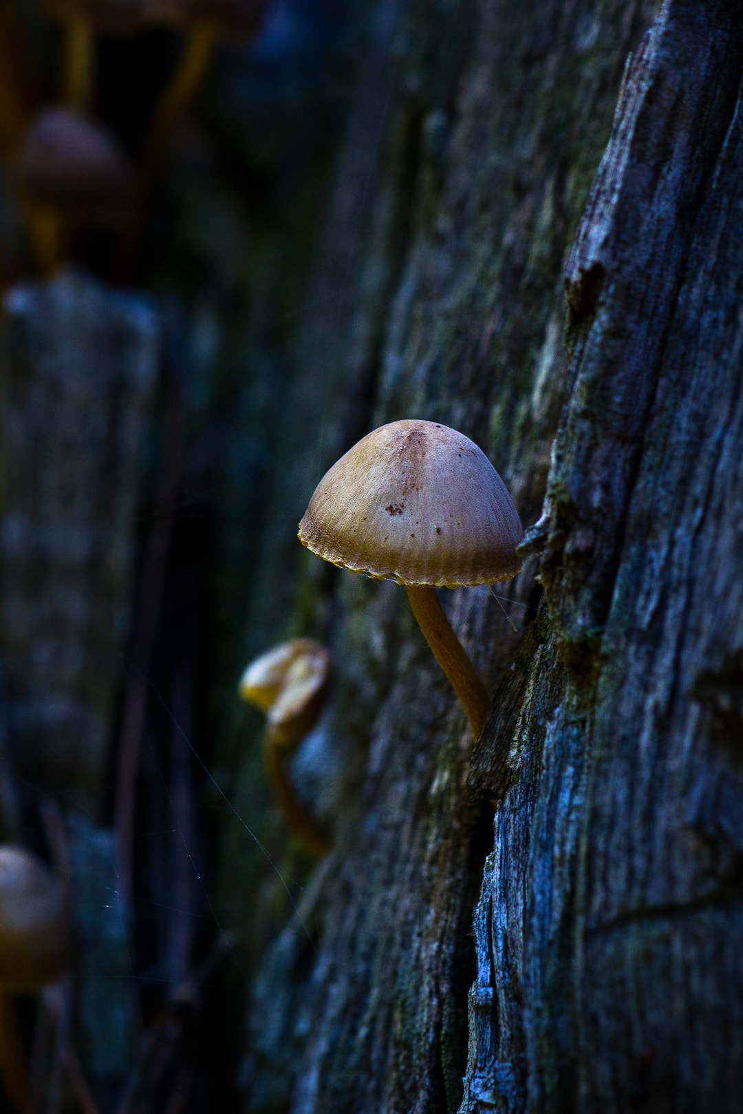 Canon EF-S 55-250mm F4-5.6 IS sample photo. Mushrooms ii photography