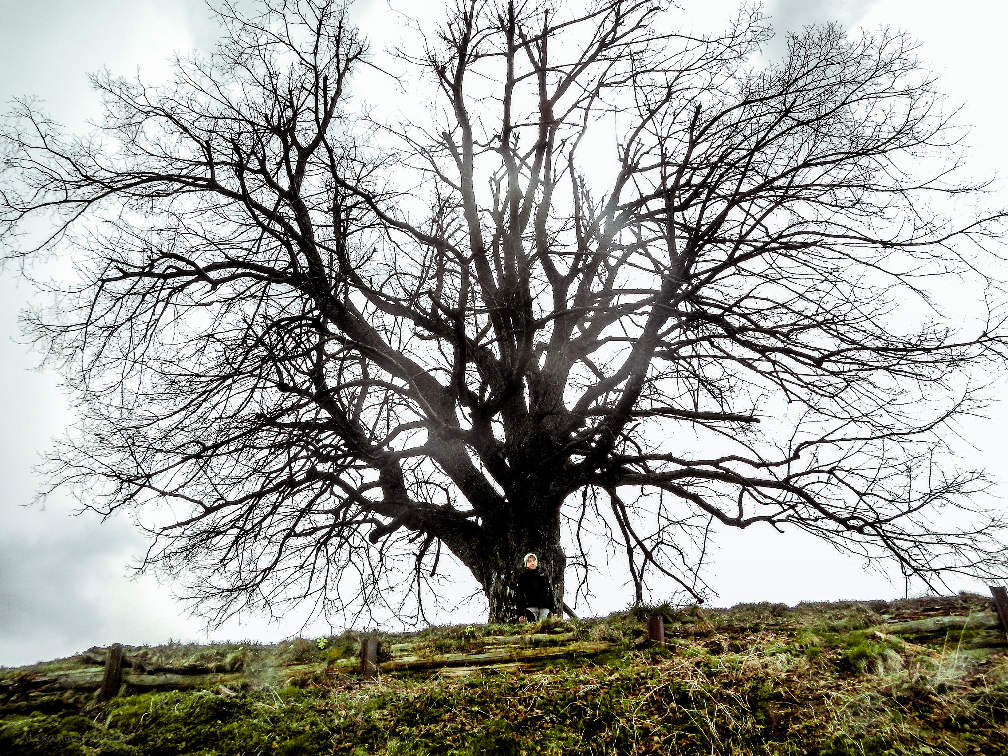 Nikon Coolpix AW100 sample photo. Tree and branches photography