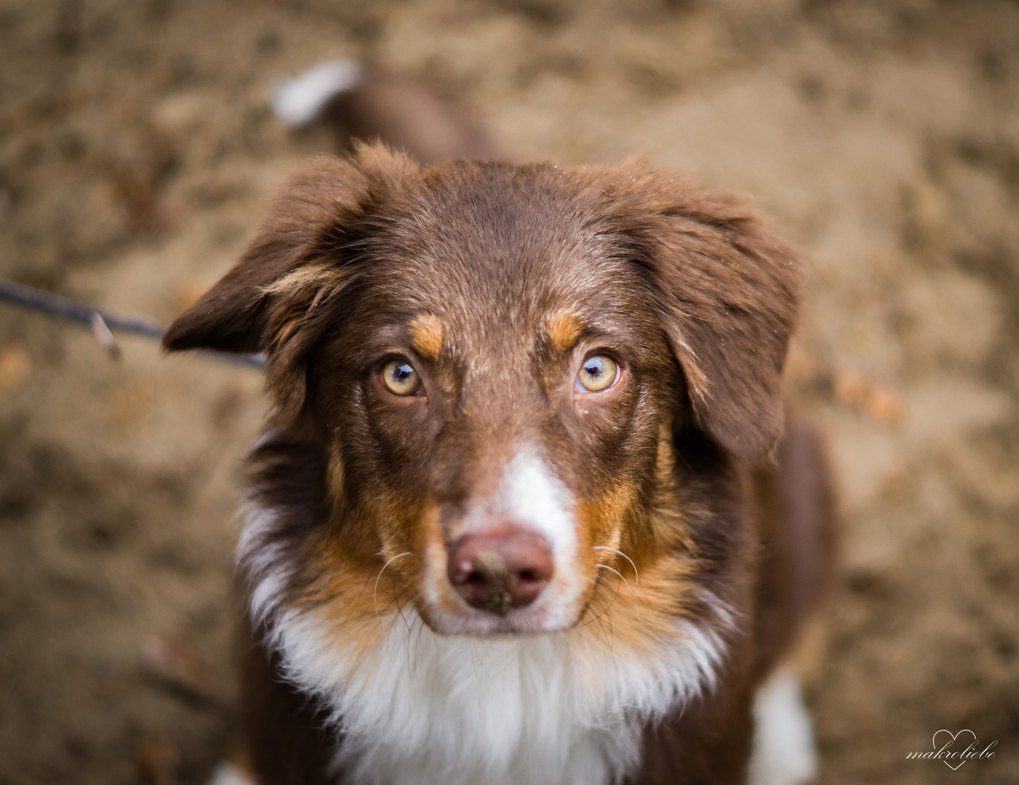Sony SLT-A58 + Sony DT 50mm F1.8 SAM sample photo. Nala photography
