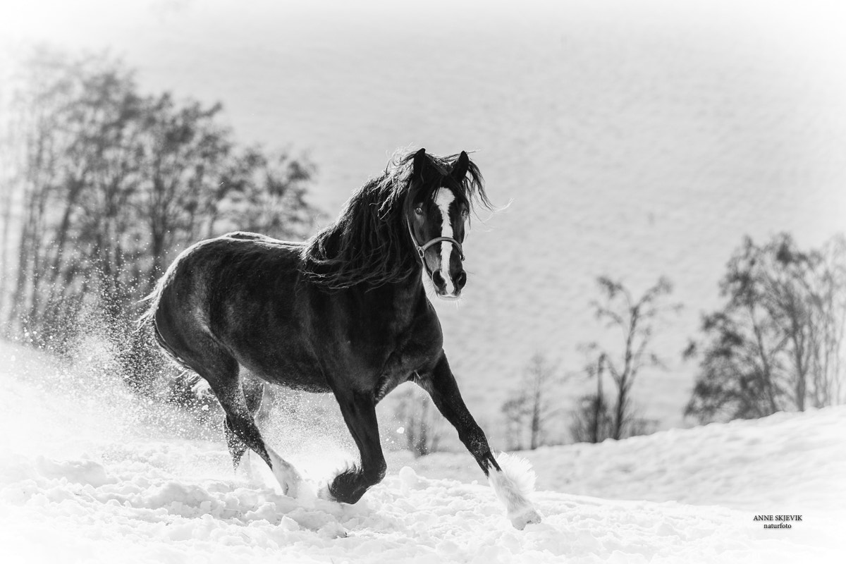 Canon EOS-1D X Mark II sample photo. Horse in black & white photography