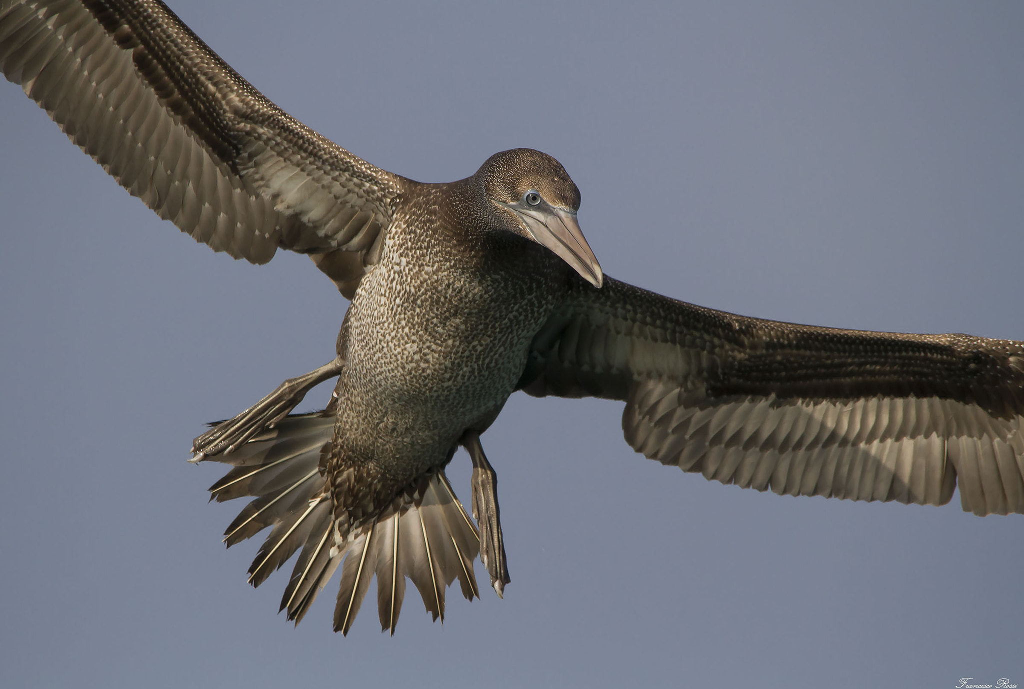 Sigma 150-500mm F5-6.3 DG OS HSM sample photo. Northern gannet, sula  photography