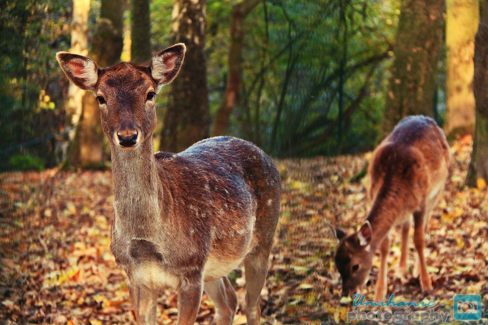 Canon EF-S 18-200mm F3.5-5.6 IS sample photo. Roe deer photography