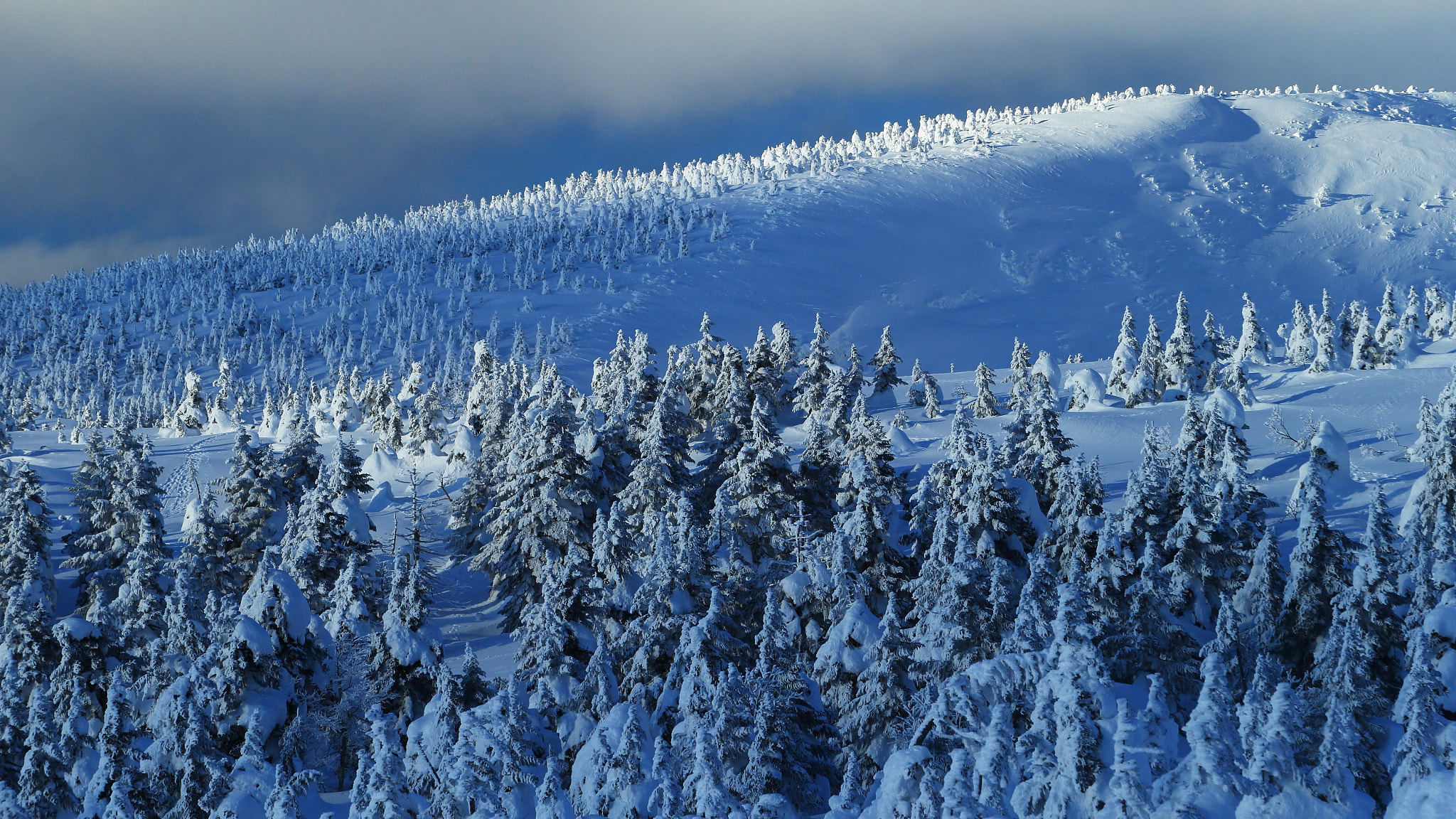 Canon EOS-1D X sample photo. Tree ice season photography