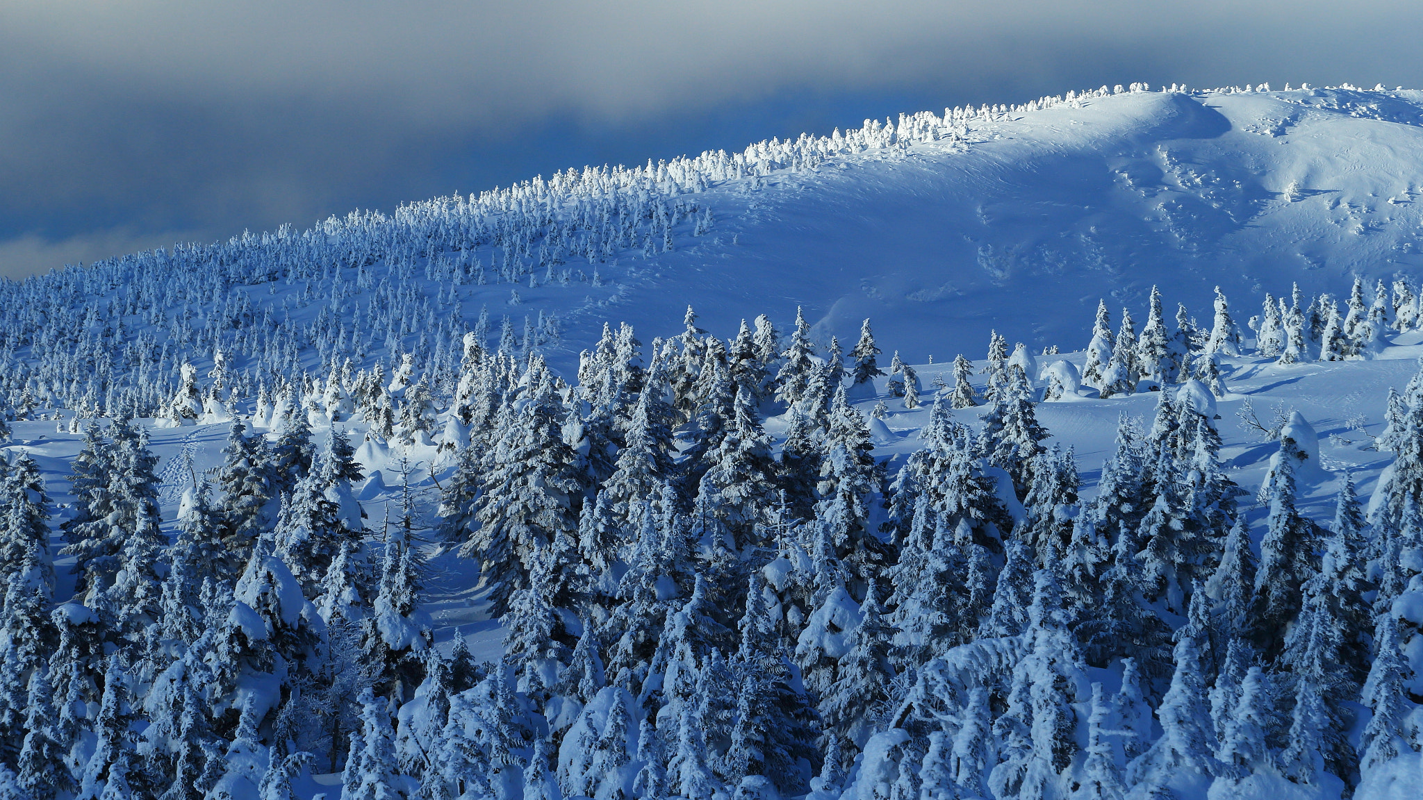 Canon EF 70-200mm F2.8L USM sample photo. Tree ice season photography