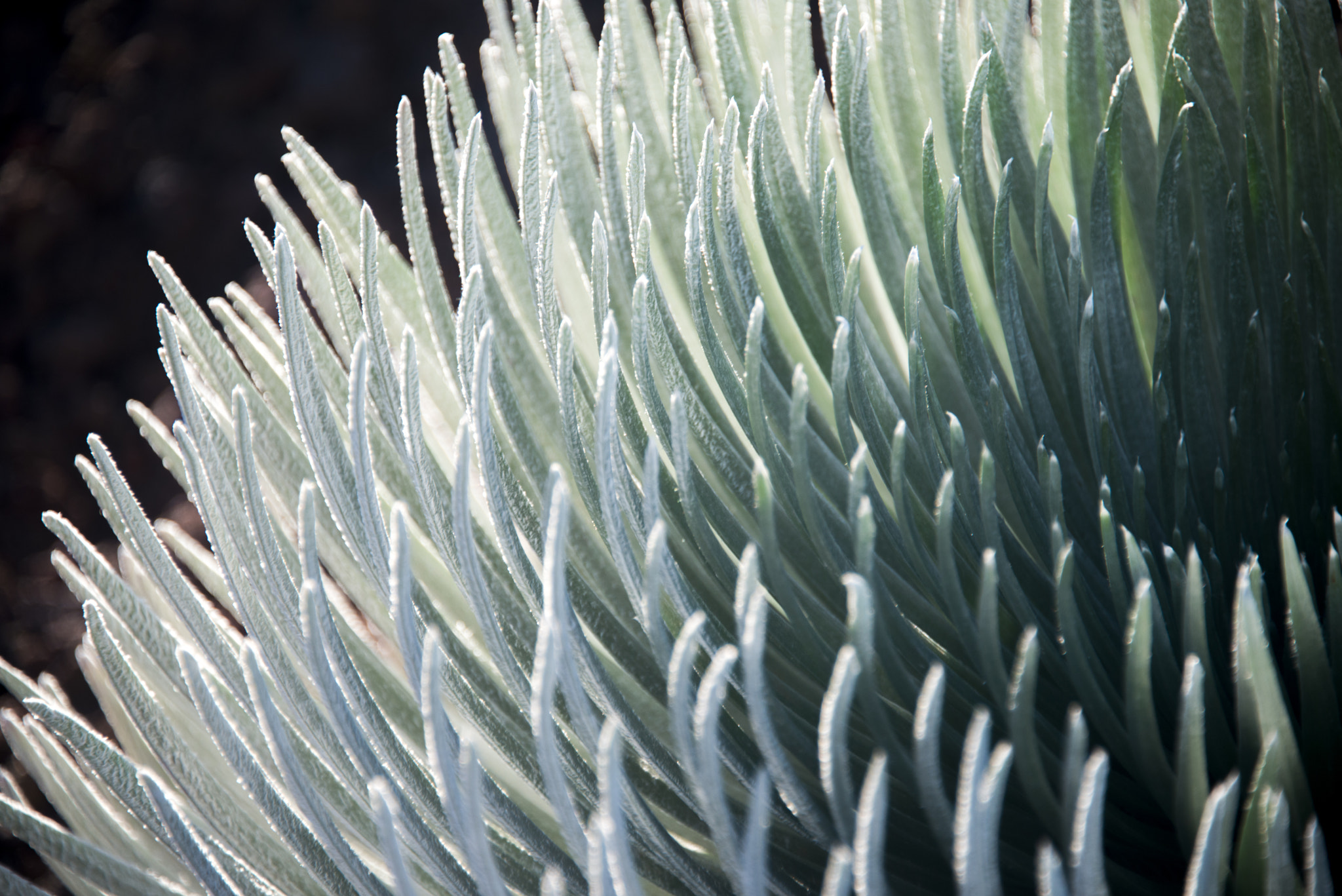 Nikon D800E sample photo. Iceplant photography