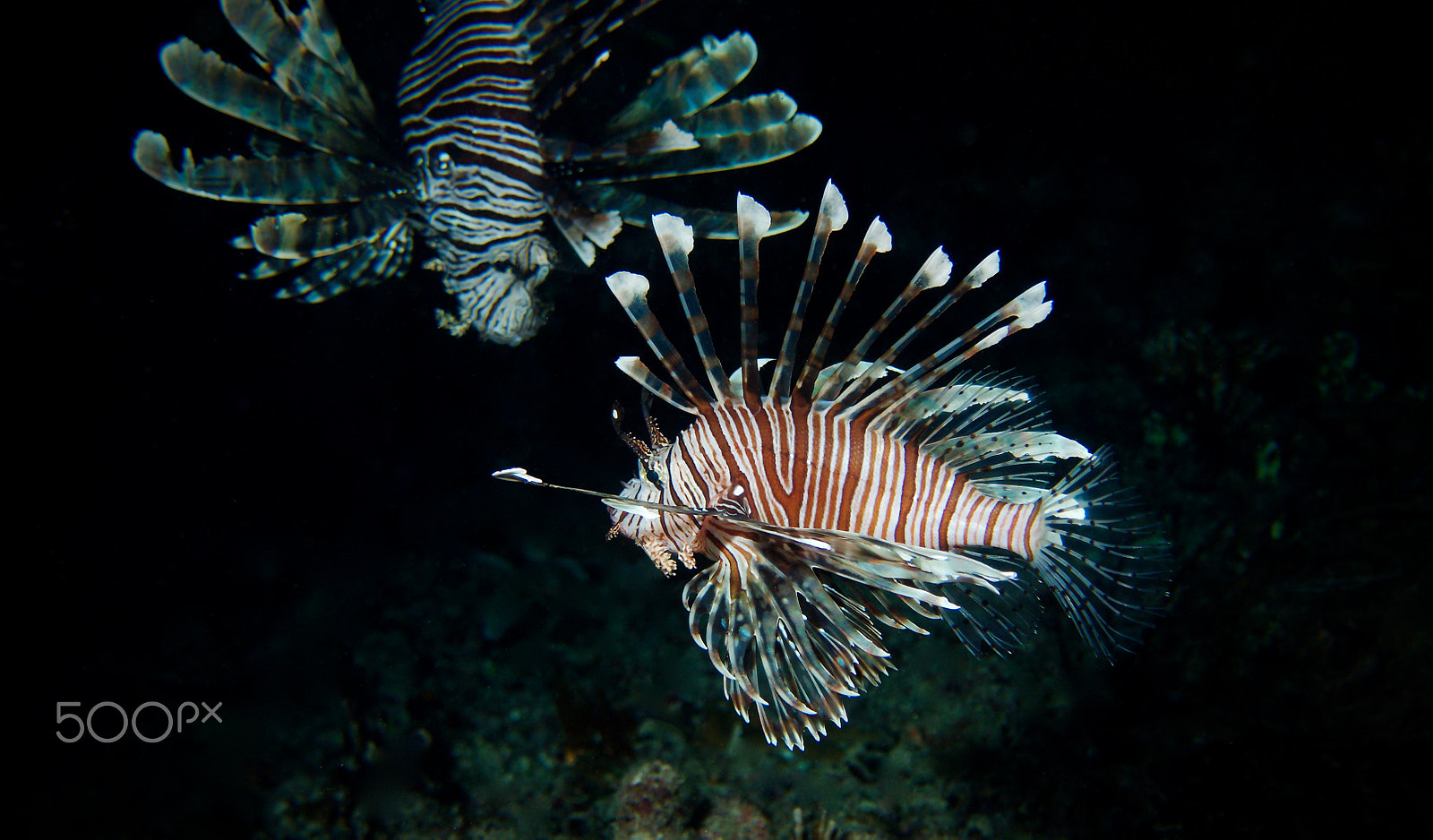 Olympus PEN E-PL5 sample photo. Lionfish double up photography