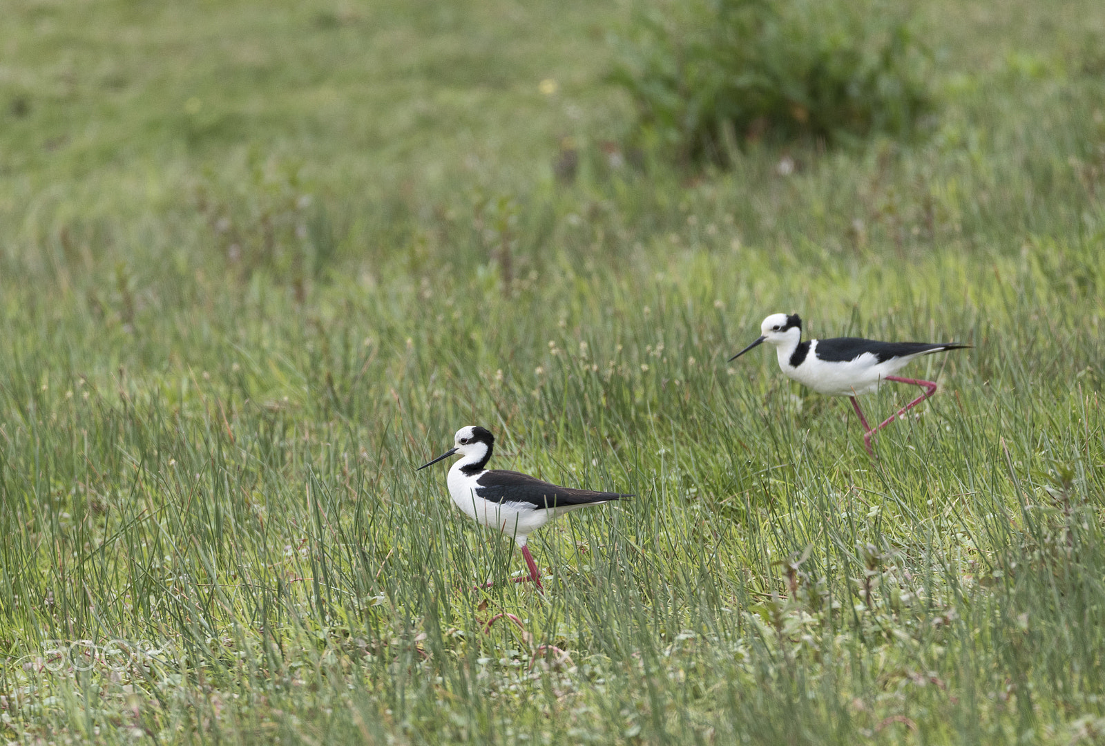 Sigma 150-600mm F5-6.3 DG OS HSM | C sample photo. Mocha island photography