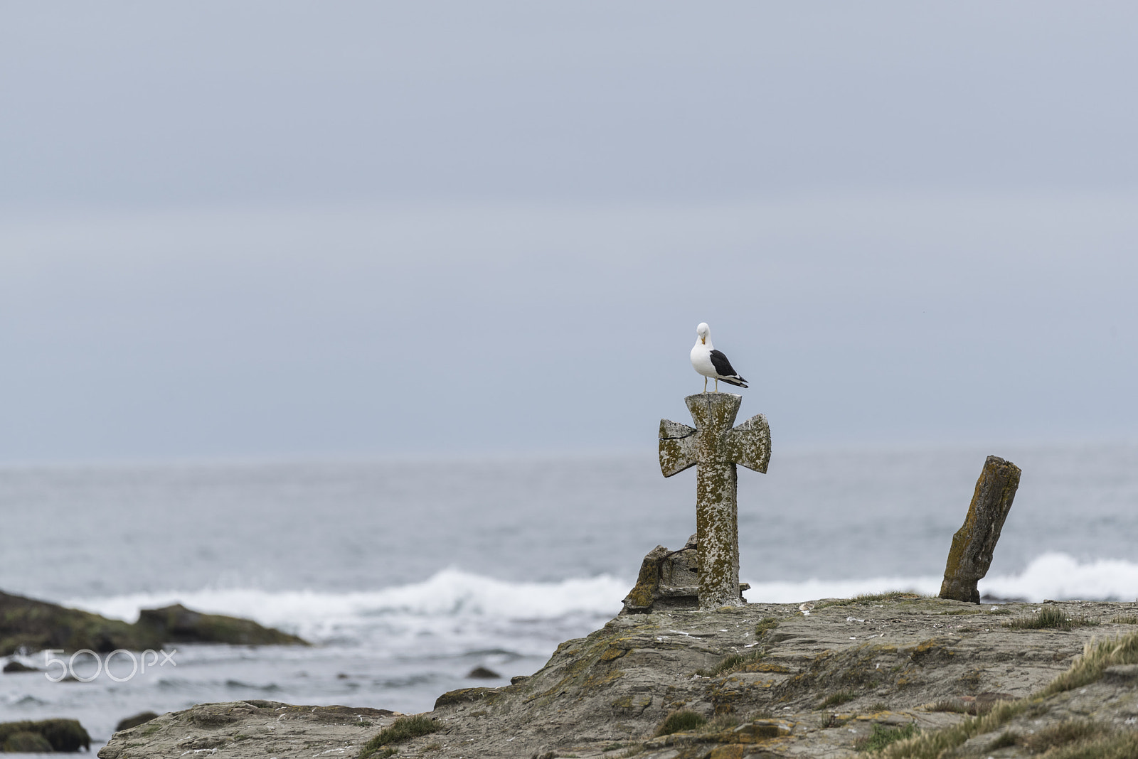 Sigma 150-600mm F5-6.3 DG OS HSM | C sample photo. Mocha island photography