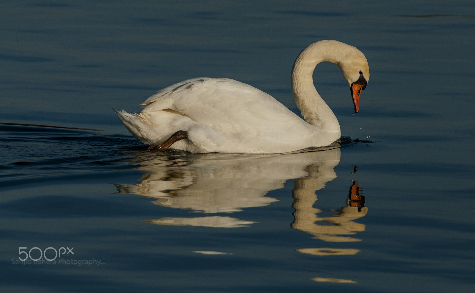 Sigma 150-600mm F5-6.3 DG OS HSM | C sample photo. Reflections.... photography