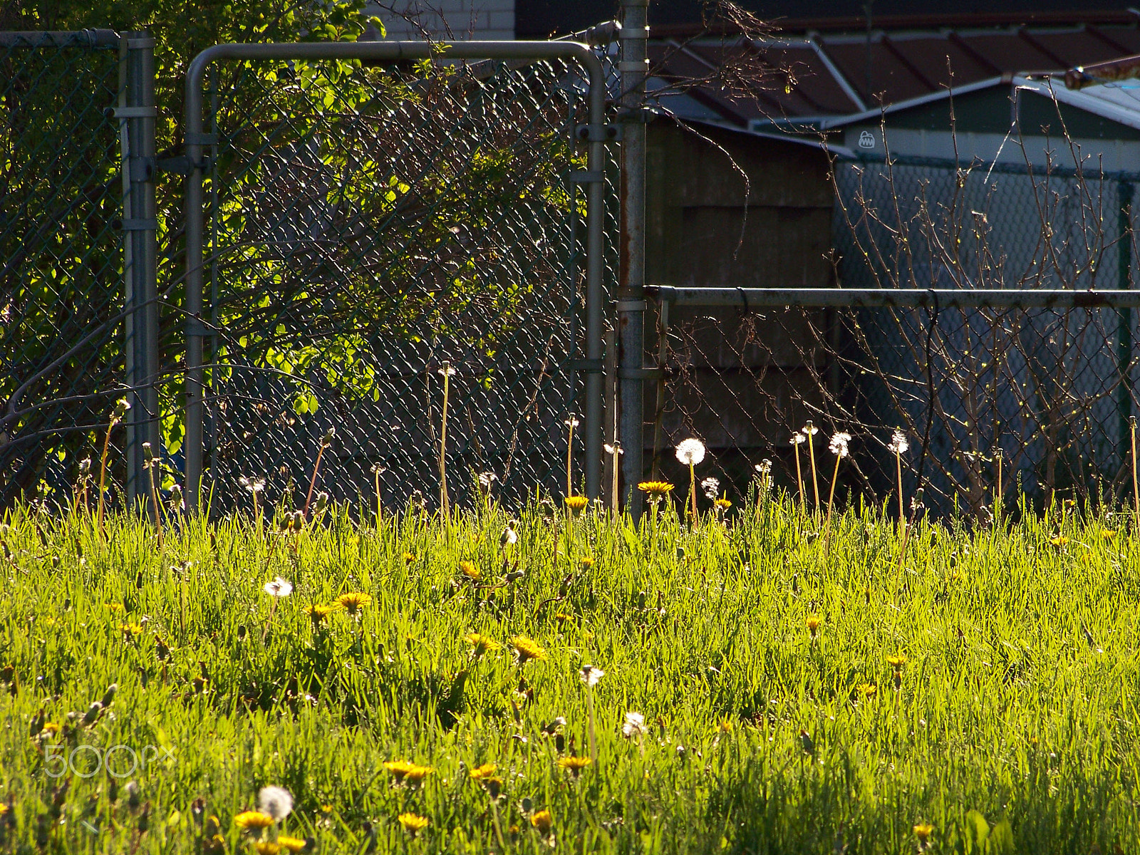 Kodak Z812 IS ZOOM DIGITAL CAMERA sample photo. Afternoon sun photography