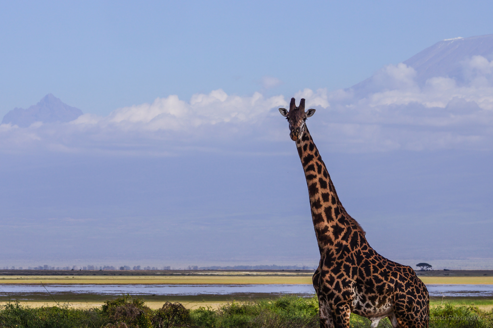 Sony SLT-A77 + Sony 70-300mm F4.5-5.6 G SSM sample photo. Competition, giraffe versus kilimanjaro photography