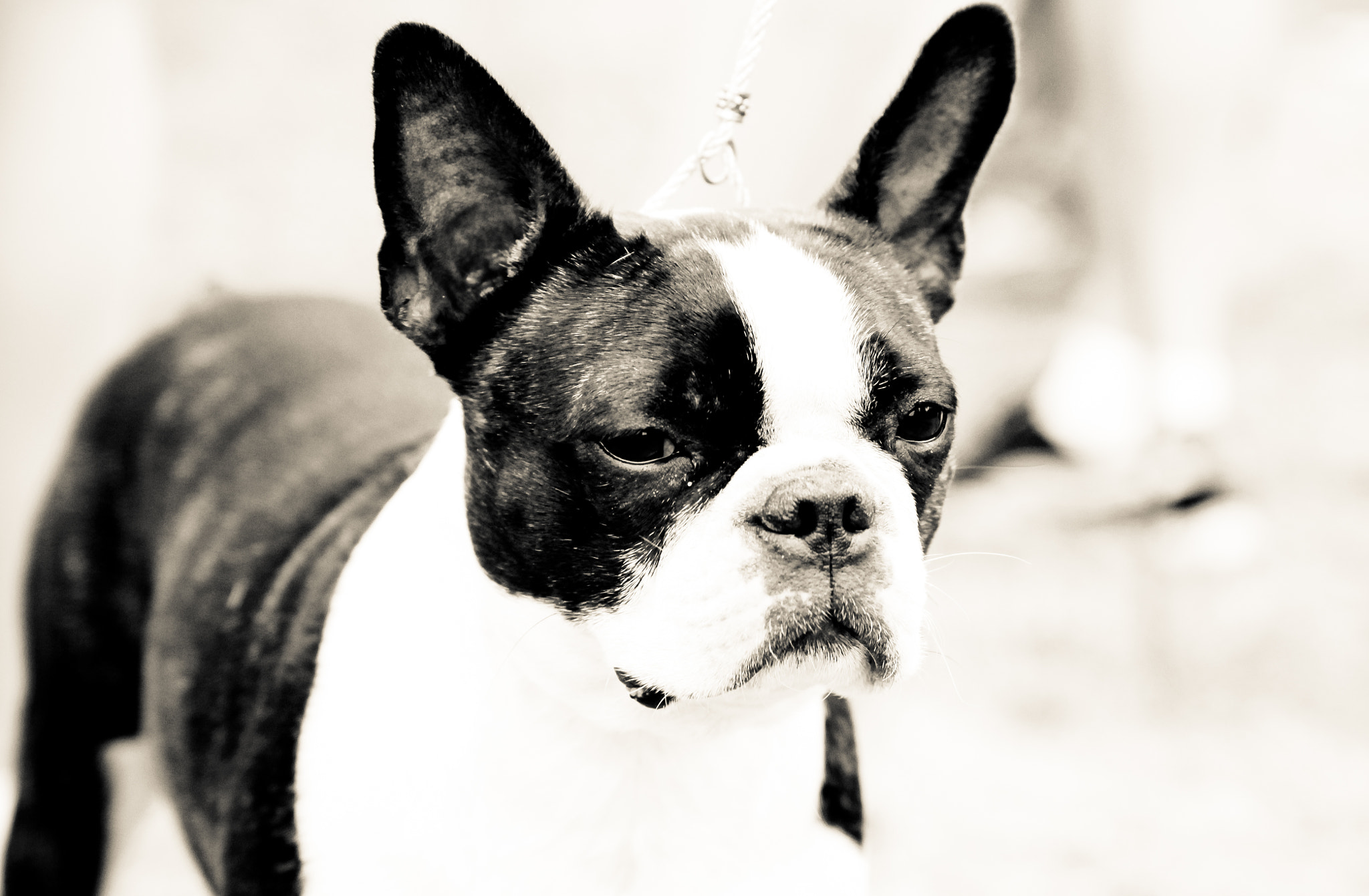 Canon EOS 50D sample photo. Dog photography