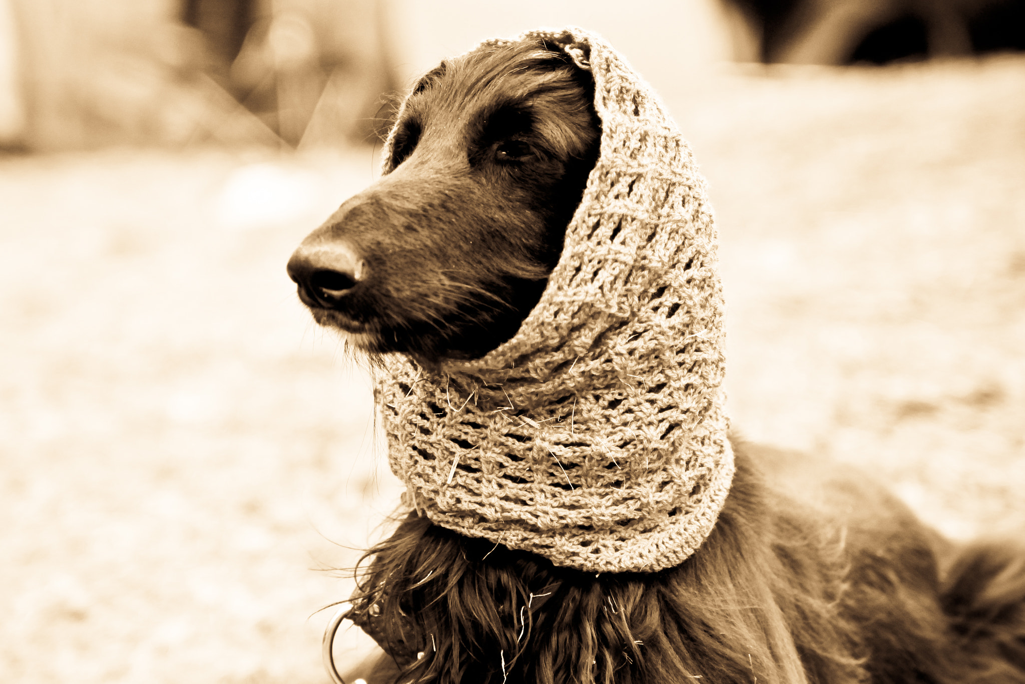 Canon EOS 50D sample photo. Dog photography