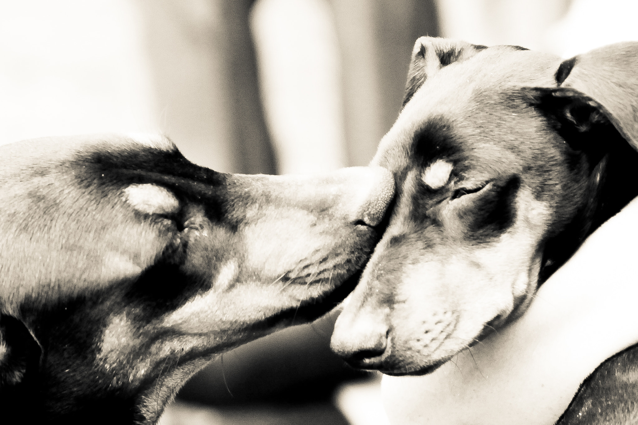 Canon EOS 50D sample photo. Dog photography