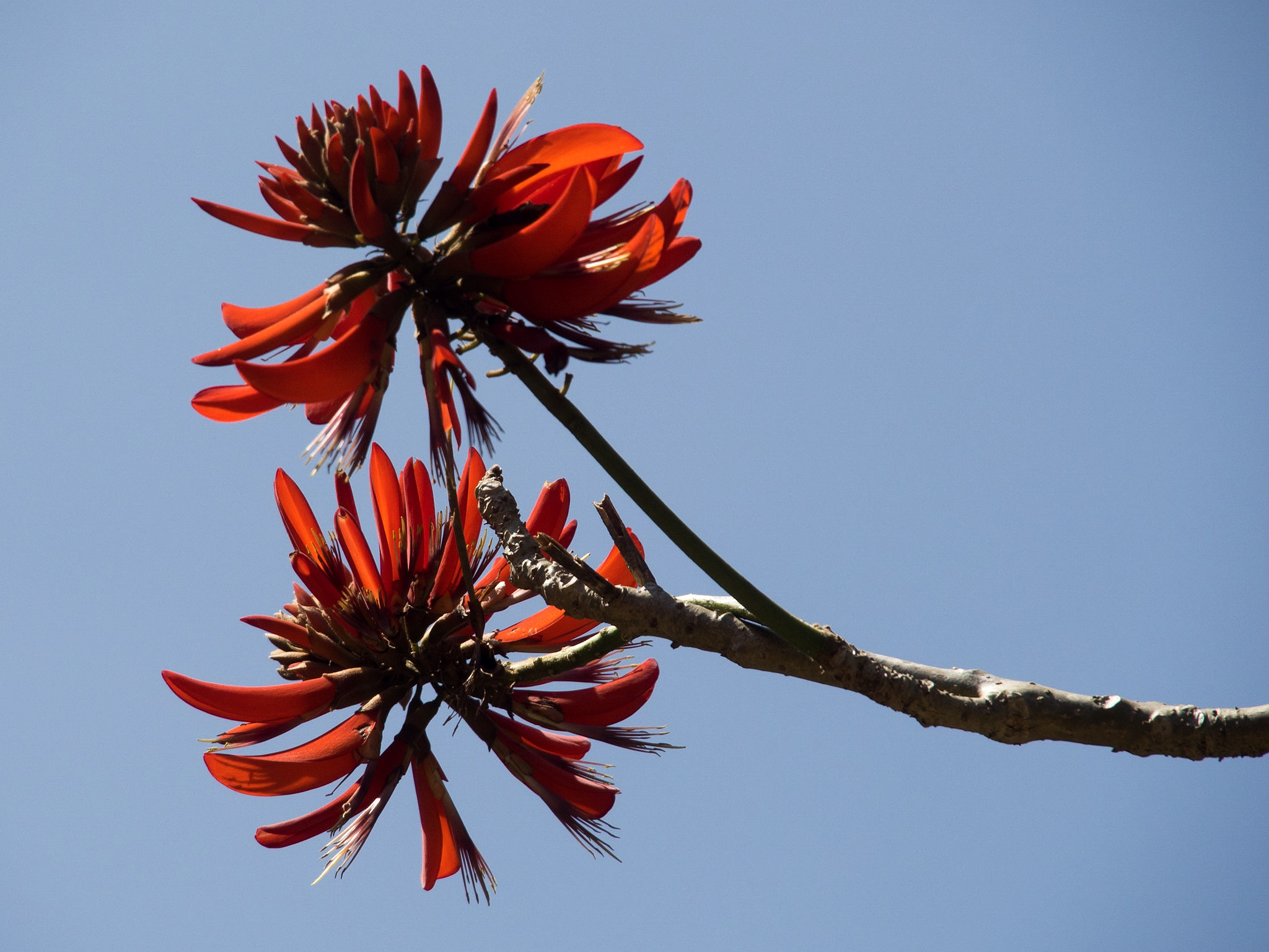Olympus OM-D E-M5 sample photo. Mountain flowers in india - adding colors to the tea plantations photography