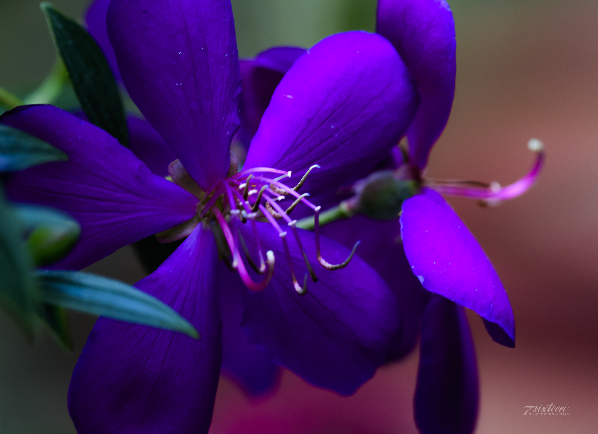 Nikon D500 + Nikon AF-S Nikkor 300mm F4D ED-IF sample photo. Tibouchina princess photography