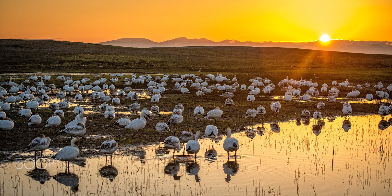Nikon D800 sample photo. Snow geese garry point park richmond bc # photography