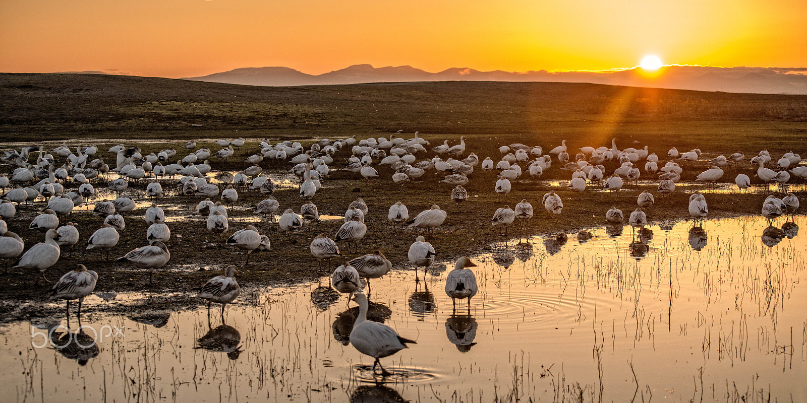 Nikon D800 sample photo. Snow geese garry point park richmond bc # photography