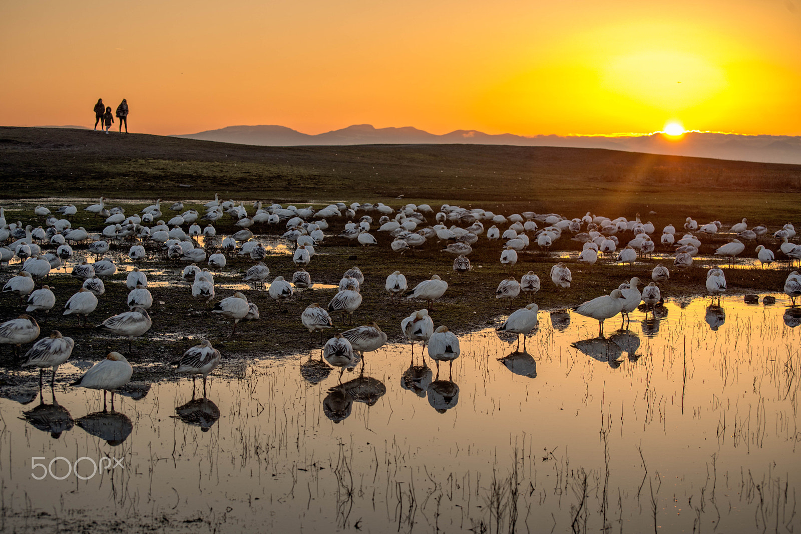 Nikon D800 sample photo. Sunset at garry point park with snow geese and the setting sun photography