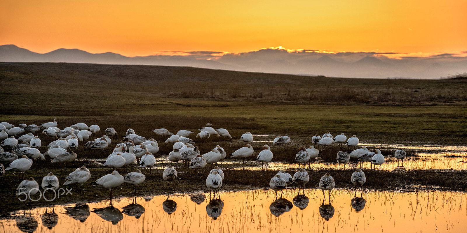 Nikon D800 sample photo. Snow geese at sunset # photography