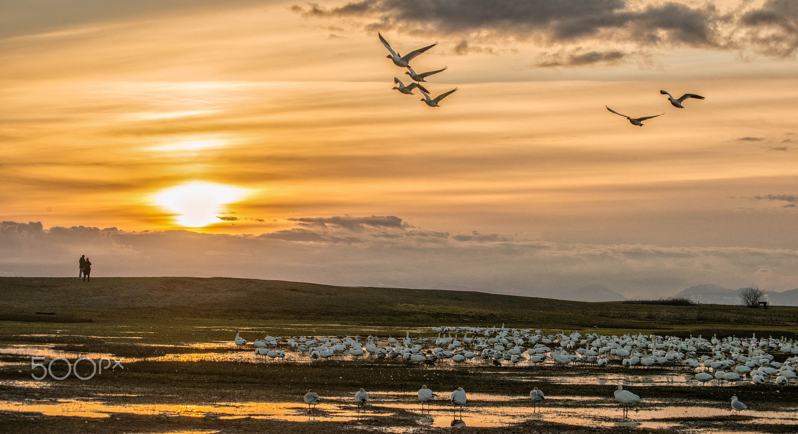 Nikon D800 sample photo. Snow geese # photography