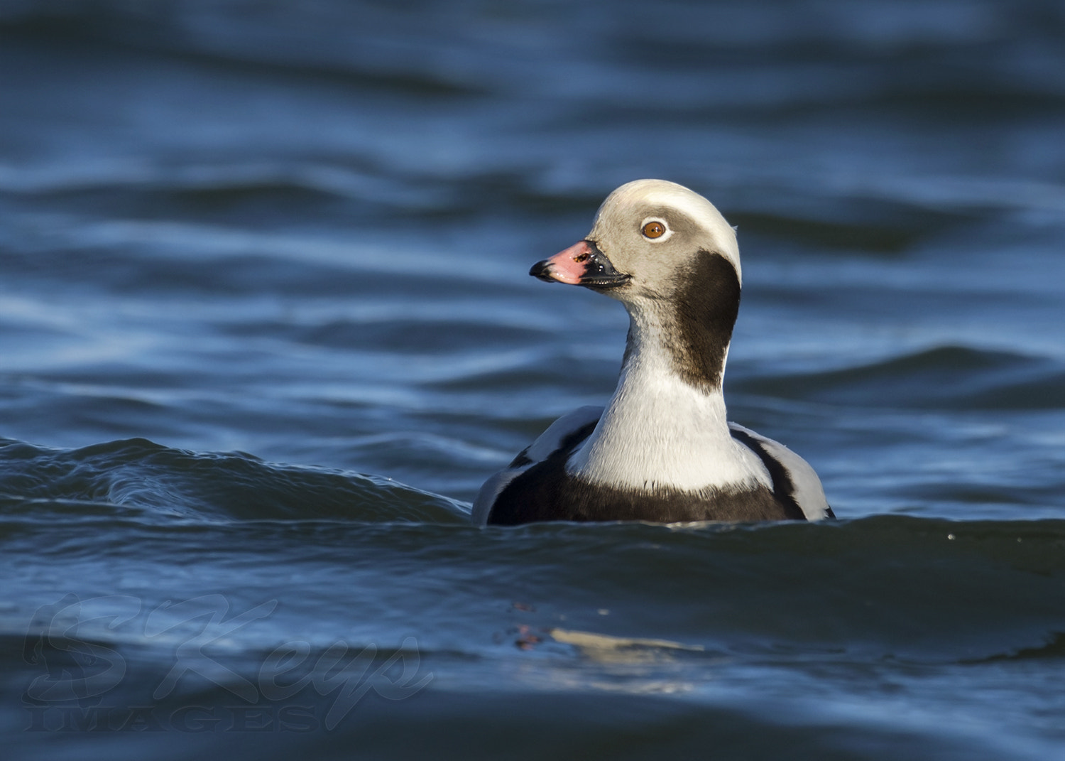 Nikon D7200 + Nikon AF-S Nikkor 500mm F4G ED VR sample photo. Pushing waves (long-tailed) duck photography