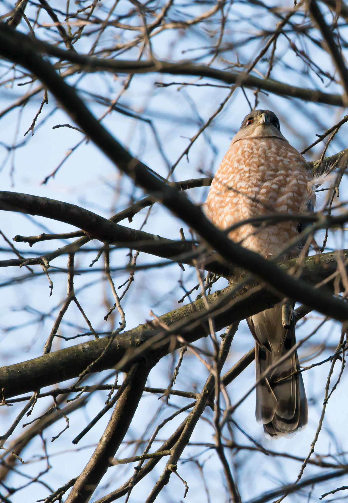 Nikon D800E sample photo. Cooper's hawk photography