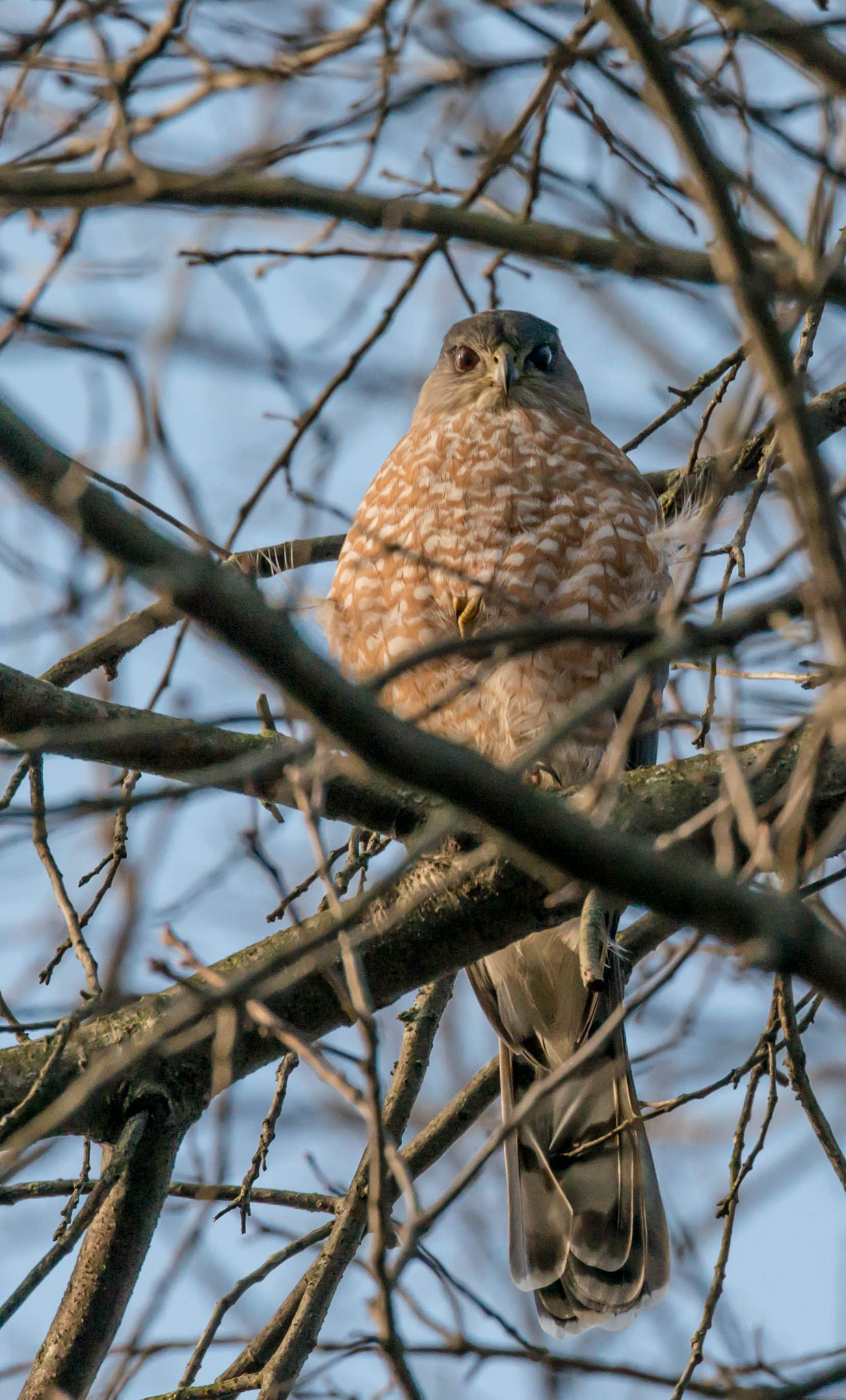 Nikon D800E sample photo. Cooper's hawk photography