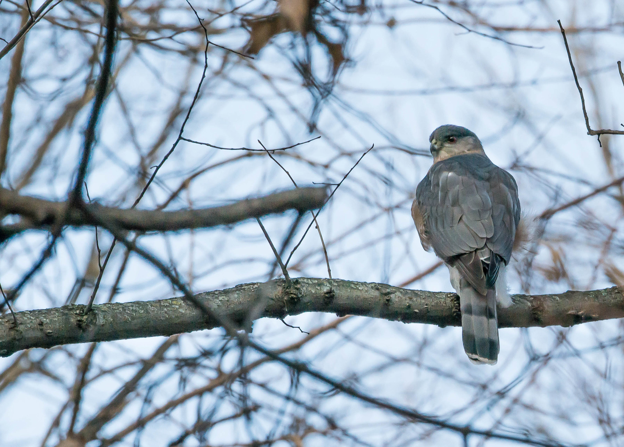 Nikon D800E sample photo. Cooper's hawk photography