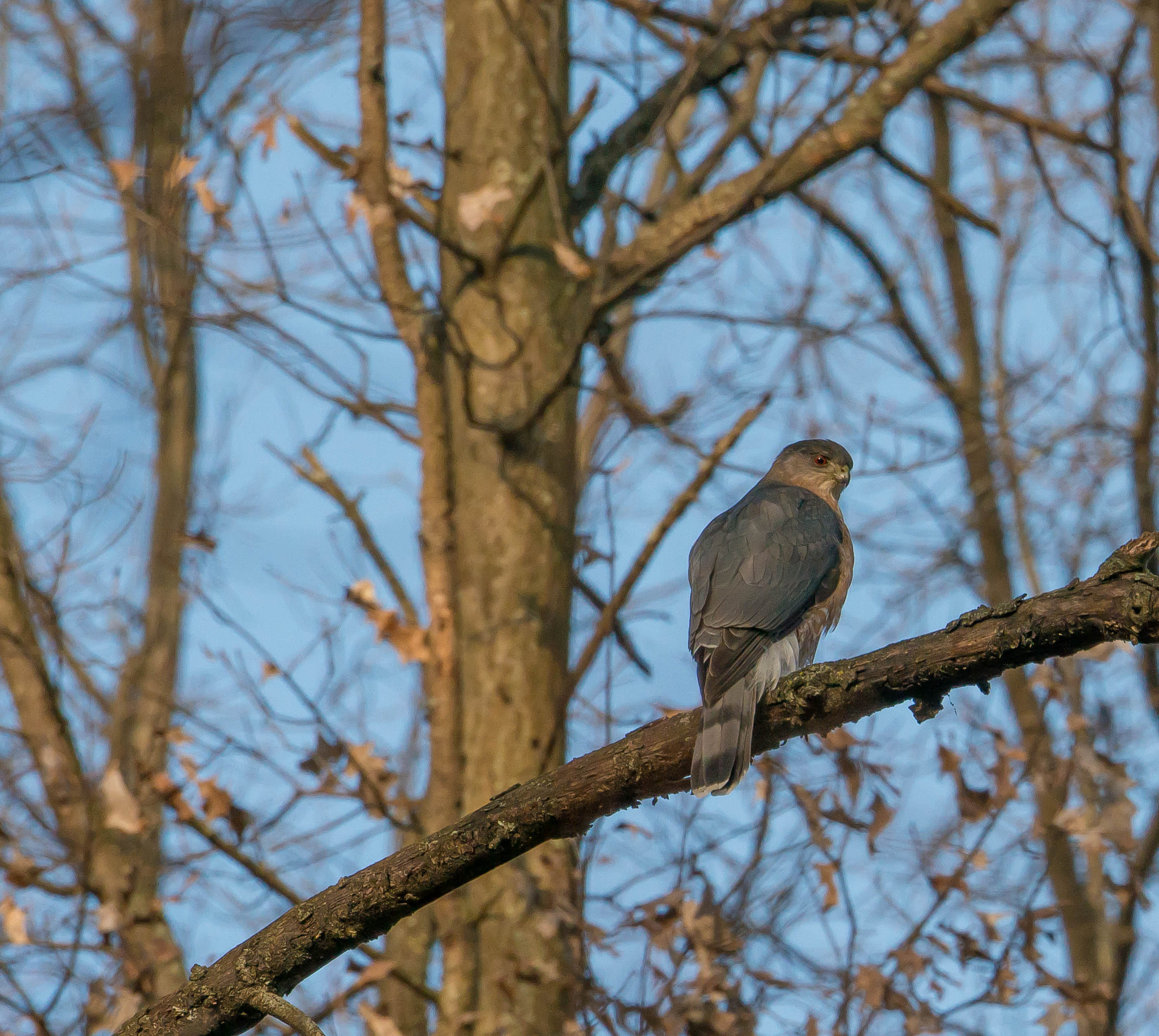 Nikon D800E sample photo. Cooper's hawk photography